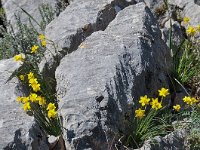 Narcissus assoanus 1, Saxifraga-Harry Jans