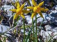 Narcissus assoanus 10, Saxifraga-Harry Jans