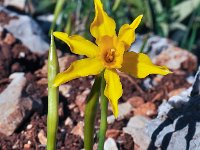 Narcissus assoanus 11, Saxifraga-Harry Jans