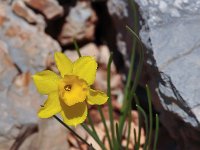 Narcissus assoanus 12, Saxifraga-Harry Jans