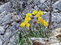 Narcissus assoanus 13, Saxifraga-Harry Jans