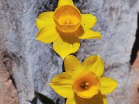 Narcissus assoanus 2, Saxifraga-Harry Jans