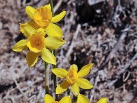 Narcissus assoanus 3, Saxifraga-Harry Jans