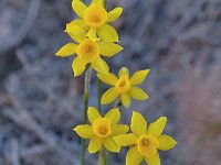 Narcissus assoanus 4, Saxifraga-Harry Jans