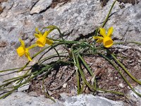Narcissus assoanus 6, Saxifraga-Harry Jans