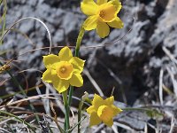 Narcissus assoanus 8, Saxifraga-Harry Jans