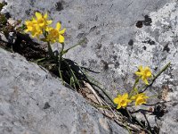 Narcissus assoanus 9, Saxifraga-Harry Jans