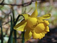 Narcissus bujei 1, Saxifraga-Harry Jans