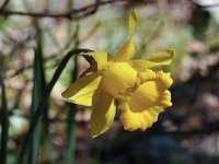 Narcissus bujei 2, Saxifraga-Harry Jans