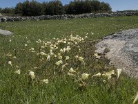 Narcissus bulbocodium 51, Saxifraga-Willem van Kruijsbergen