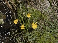Narcissus bulbocodium 54, Saxifraga-Willem van Kruijsbergen