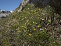 Narcissus bulbocodium 57, Saxifraga-Willem van Kruijsbergen