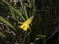Narcissus bulbocodium 66, Saxifraga-Willem van Kruijsbergen