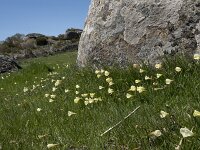 Narcissus bulbocodium 72, Saxifraga-Willem van Kruijsbergen