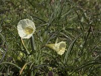 Narcissus bulbocodium 74, Saxifraga-Willem van Kruijsbergen