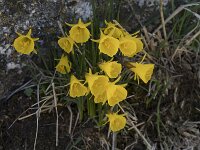 Narcissus bulbocodium 76, Saxifraga-Willem van Kruijsbergen