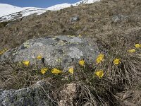 Narcissus bulbocodium 78, Saxifraga-Willem van Kruijsbergen