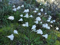 Narcissus cantabricus 10, Saxifraga-Harry Jans