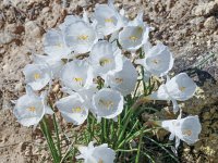 Narcissus cantabricus 12, Saxifraga-Harry Jans