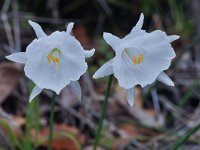 Narcissus cantabricus 2, Saxifraga-Harry Jans