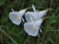 Narcissus cantabricus 3, Saxifraga-Harry Jans