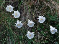 Narcissus cantabricus 4, Saxifraga-Harry Jans