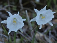 Narcissus cantabricus 5, Saxifraga-Harry Jans