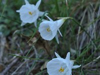 Narcissus cantabricus 6, Saxifraga-Harry Jans