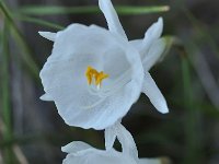 Narcissus cantabricus 7, Saxifraga-Harry Jans