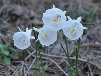 Narcissus cantabricus 8, Saxifraga-Harry Jans