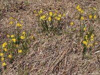 Narcissus cordubensis 10, Saxifraga-Harry Jans