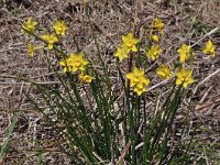 Narcissus cordubensis 11, Saxifraga-Harry Jans
