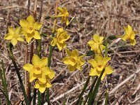 Narcissus cordubensis 12, Saxifraga-Harry Jans