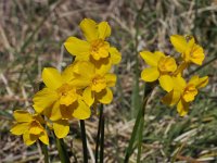 Narcissus cordubensis 14, Saxifraga-Harry Jans