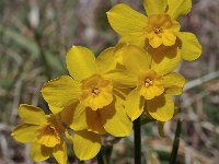 Narcissus cordubensis 15, Saxifraga-Harry Jans