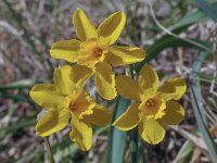 Narcissus cordubensis 16, Saxifraga-Harry Jans