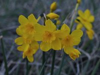 Narcissus cordubensis 3, Saxifraga-Harry Jans