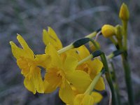 Narcissus cordubensis 4, Saxifraga-Harry Jans