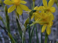 Narcissus cordubensis 5, Saxifraga-Harry Jans