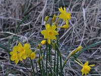 Narcissus cordubensis 7, Saxifraga-Harry Jans