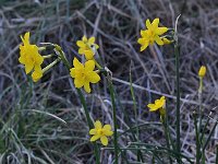 Narcissus cordubensis 8, Saxifraga-Harry Jans