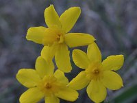 Narcissus cordubensis 9, Saxifraga-Harry Jans