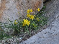 Narcissus cuatrecasasii 2, Saxifraga-Harry Jans