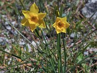 Narcissus cuatrecasasii 3, Saxifraga-Harry Jans