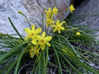 Narcissus cuatrecasasii 4, Saxifraga-Harry Jans