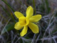 Narcissus cuatrecasasii 5, Saxifraga-Harry Jans