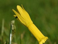 Narcissus cyclamineus 1, Saxifraga-Sonja Bouwman  Narcissus cyclamineus - Amaryllidaceae familie