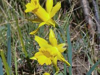 Narcissus hispanicus 1, Saxifraga-Harry Jans