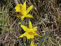 Narcissus hispanicus 3, Saxifraga-Harry Jans