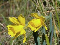 Narcissus hispanicus 4, Saxifraga-Harry Jans